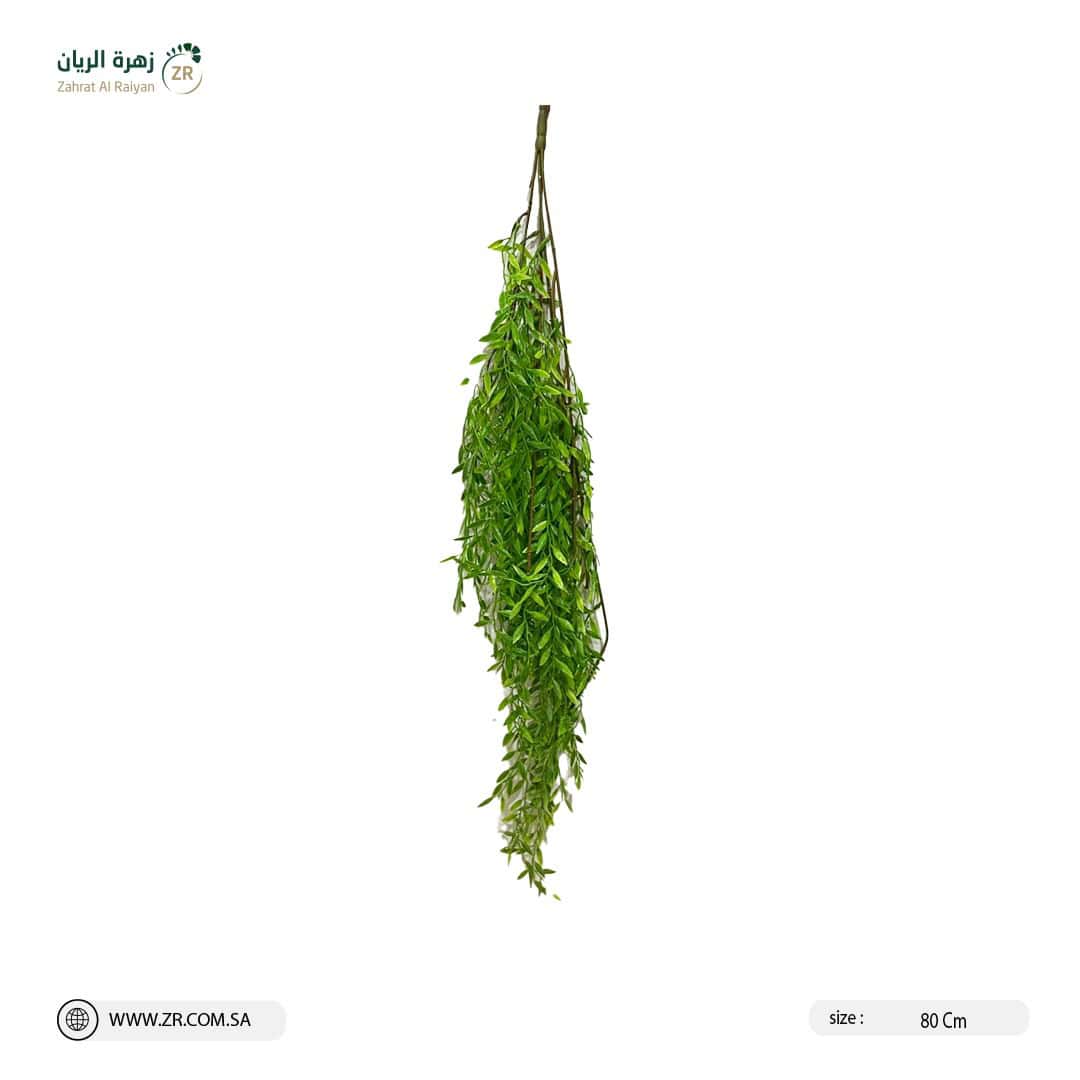 IMG-20220830-WA0011 نبات الصفصاف الصناعي