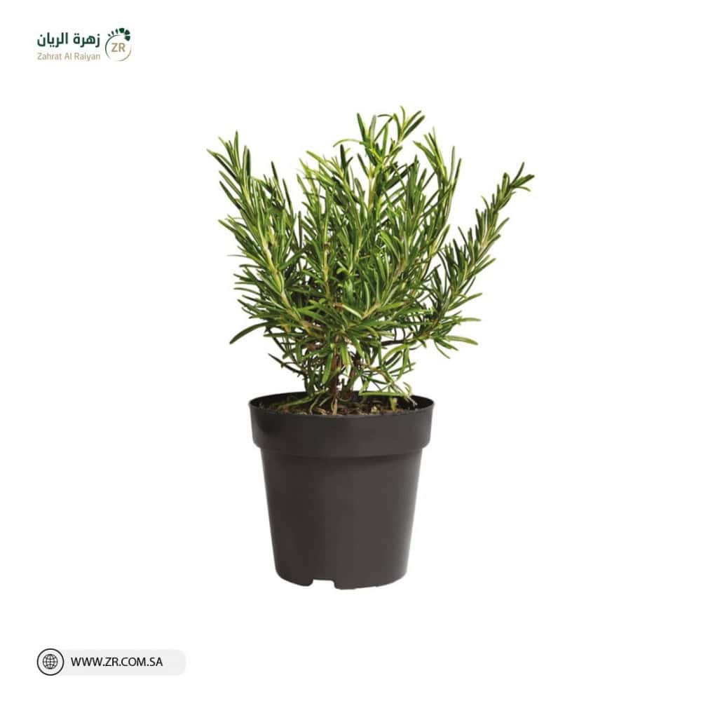 اكليل الجبل الطبيعى اكليل الجبل الطبيعى - الصورة 1