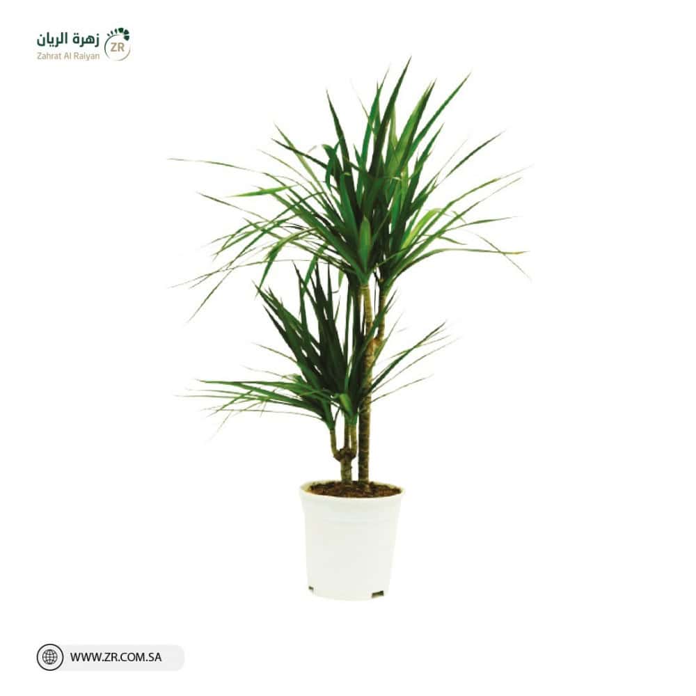 Dracaena marginata natural plant دراسينا مارجيناتا نبات طبيعى - Image 1