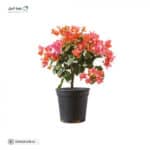 Natural dwarf oleander tree