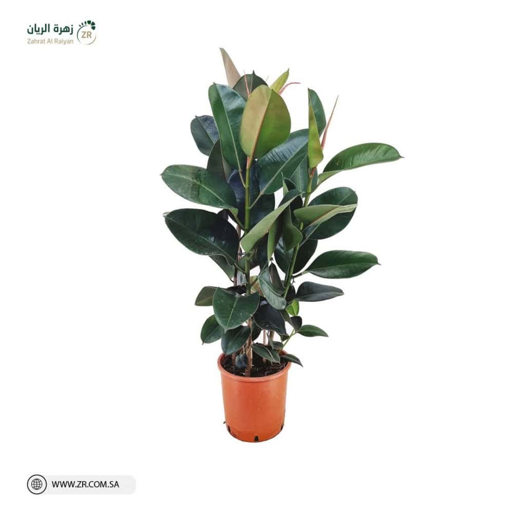 Fix rubber plant فيكس مطاط نبات طبيعى - Image 1