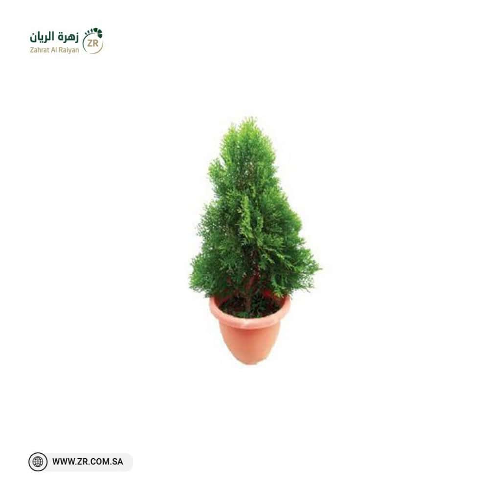 Natural thuja plant نبات التويا الطبيعى - Image 1