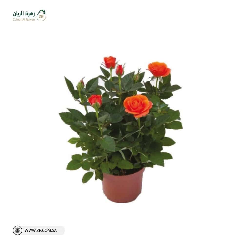 نبات الجورى الطبيعى نبات الجورى الطبيعى - الصورة 1