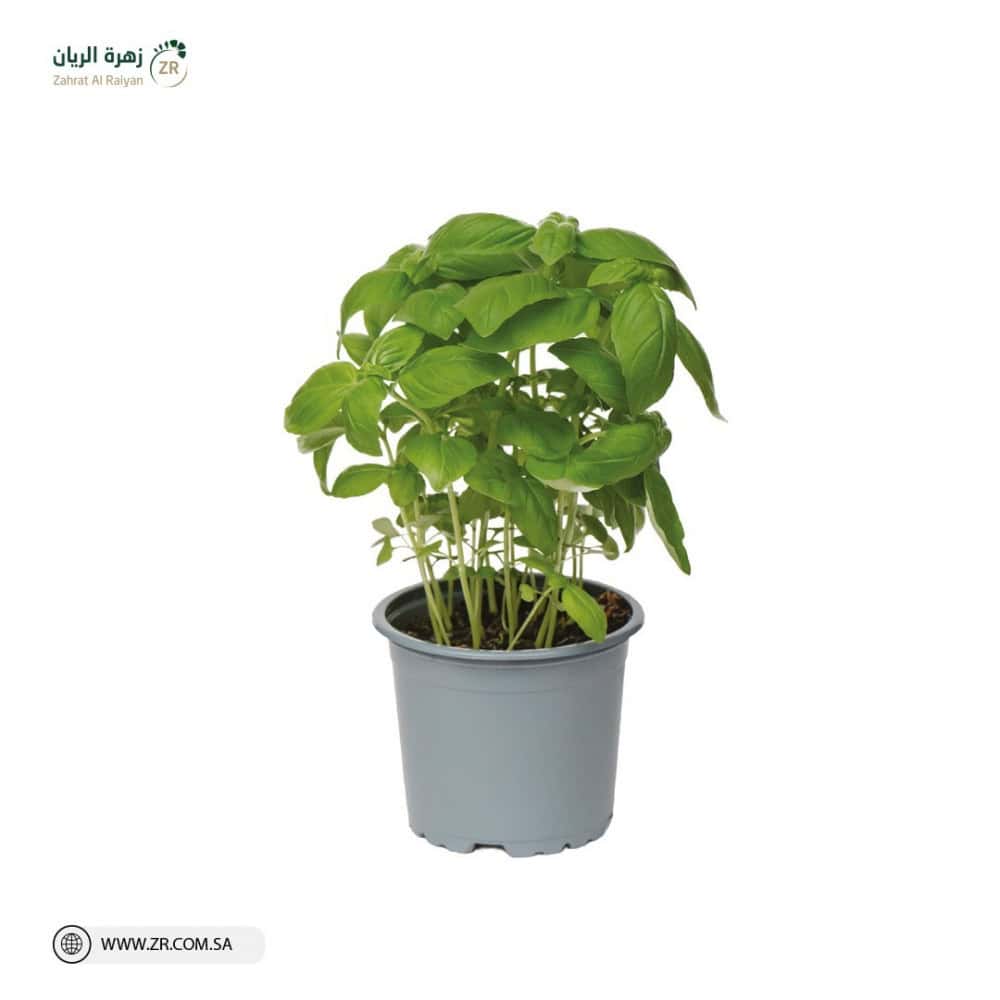 نبات الريحان الطبيعى نبات الريحان الطبيعى - الصورة 1