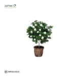 Natural jasmine plant