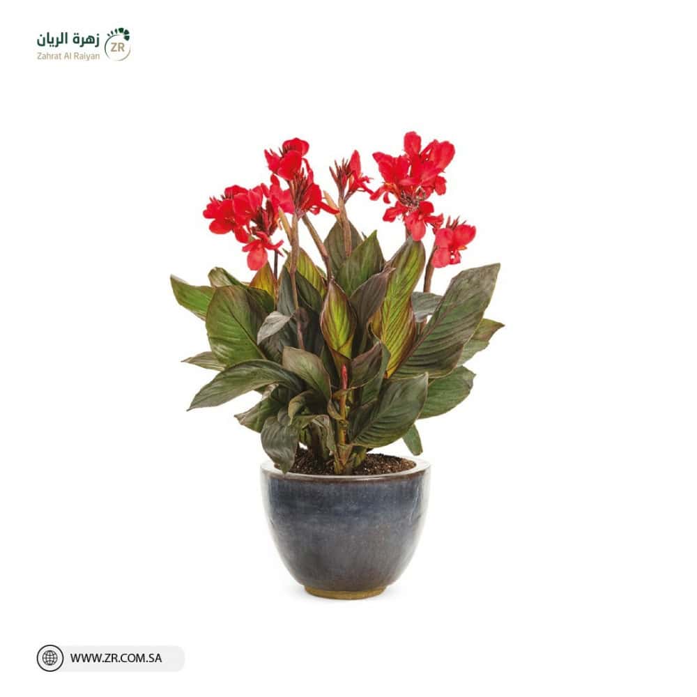 Natural Canna Plant نبات الكانا الطبيعى - Image 1
