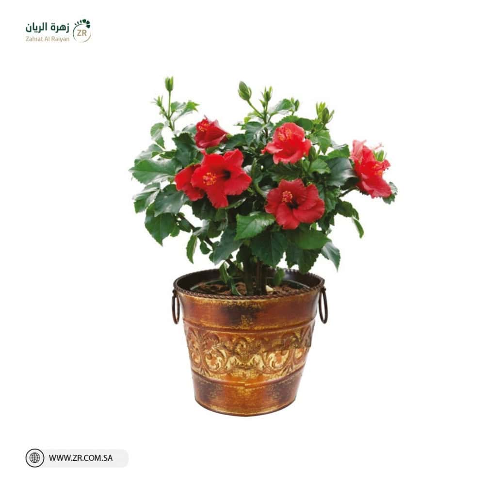 Natural hibiscus plant نبات الهيبسكس الطبيعى - Image 1