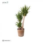 Natural outdoor yucca plant