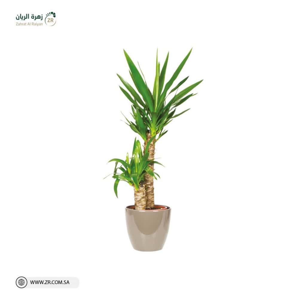 Natural Yucca Plant نبات اليوكا الطبيعى - Image 1