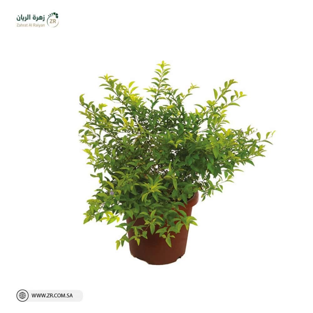 Duranta Lemon Natural Plant نبات دورانتا ليمون الطبيعى - Image 1