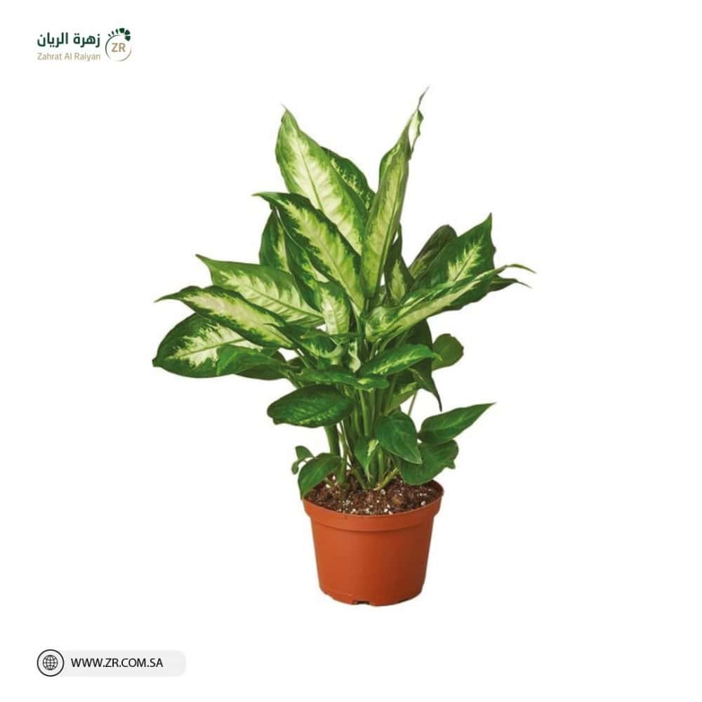 نبات ديفنباخيا الطبيعى نبات ديفنباخيا الطبيعى - الصورة 1