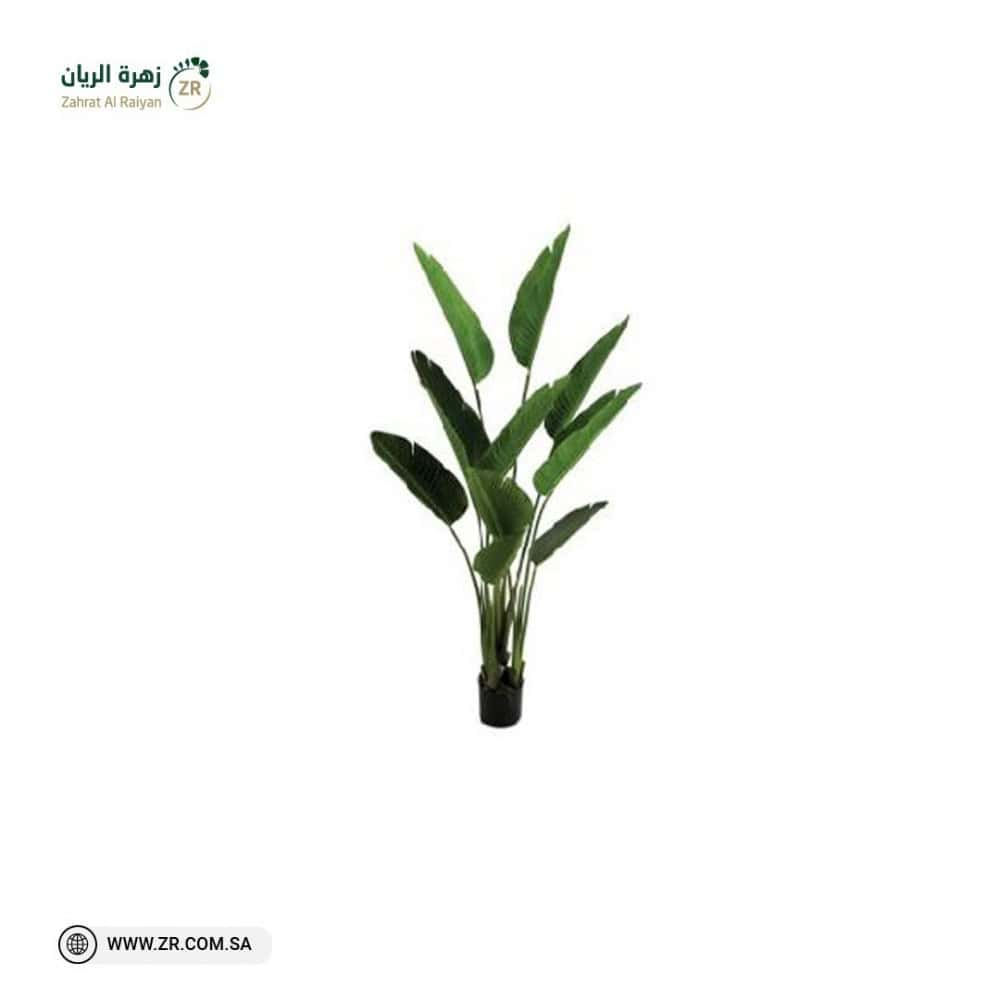 Natural bird of paradise plant نبات عصفور الجنة الطبيعى - Image 1