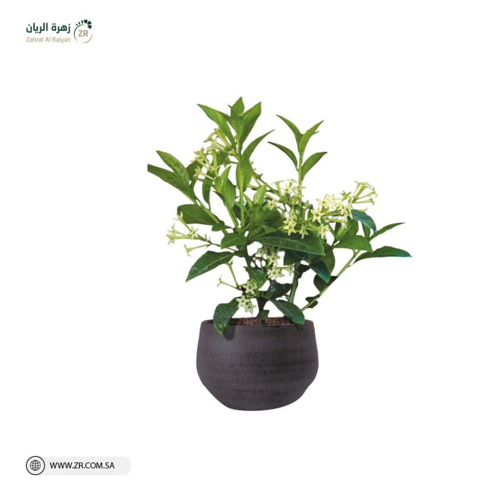 Natural Queen of the Night Plant نبات ملكة الليل الطبيعى - Image 1