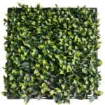 عشب جداري ورق الليمون