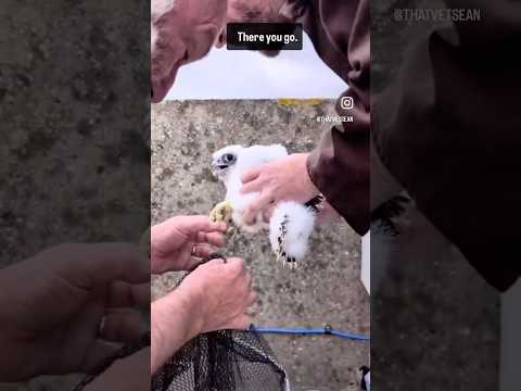 Ringing our Peregrine chicks, with a grim discovery on the roof!