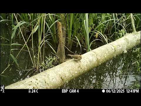Birds and their chicks thriving in a Beaver wetland