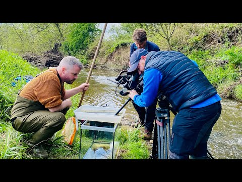 Pet flea treatments damaging river ecosystems. As featured on BBC Springwatch with Dr Sean McCormack