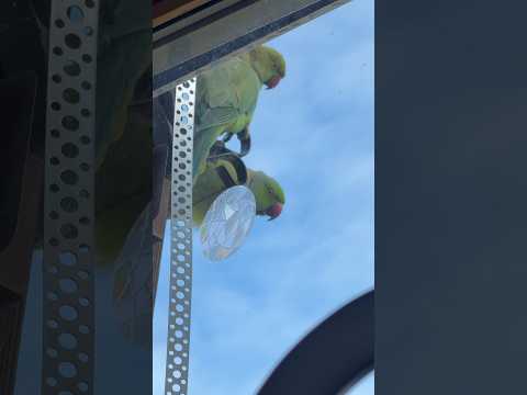 Shrek & Fiona face an intruder female!