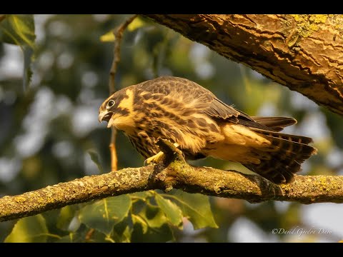 Amazing Hobby and Kestrel footage: falcons nesting in urban London!