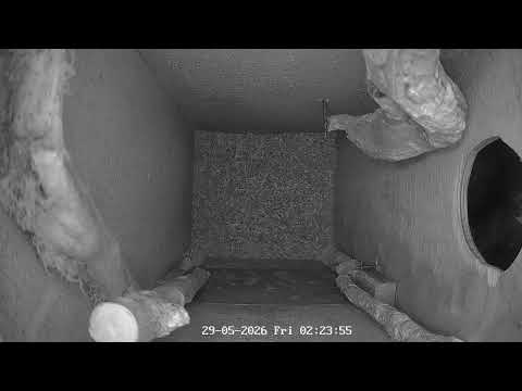 Watch wild London Parakeets nesting LIVE!