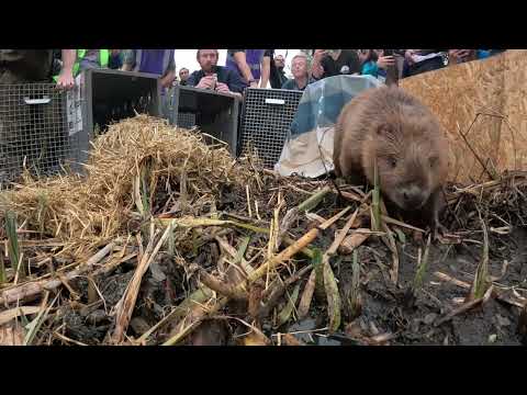 Beavers in Ealing: BBC Wild London Extra Content