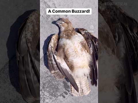 Report of a dead Peregrine. Thankfully not, but a Buzzard who came too close and got killed by them