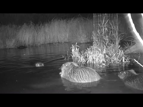 Our baby Beavers are growing up fast!