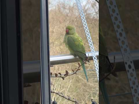 Goldie, the intruding female Parakeet!