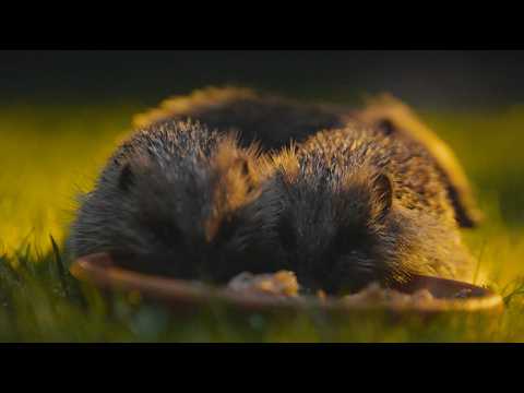 Hedgehogs in Ealing: BBC Wild London Extra Content