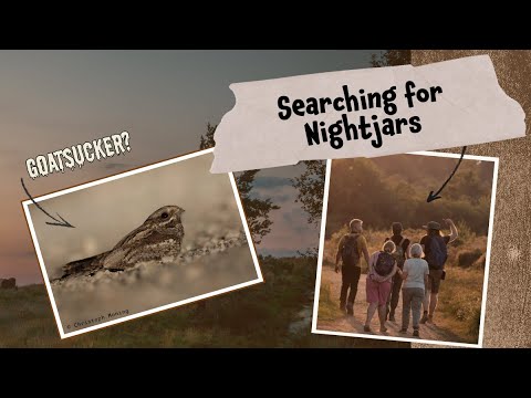 Goatsuckers in the English countryside? Searching for Nightjars in Chobham Common