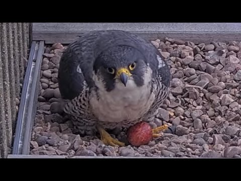 Our Peregrine Falcon mum Dusty laid an egg!