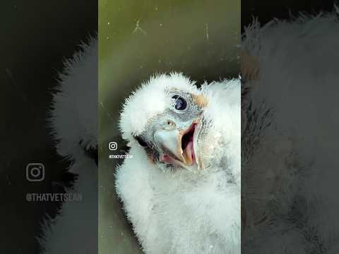 Ringing our Peregrine chicks 2026