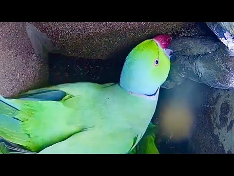 Our wild London Ring Necked Parakeet nest box cam is occupied!