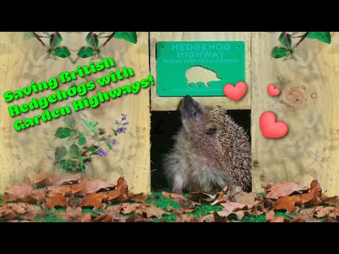 Save our Hedgehogs with garden highways!