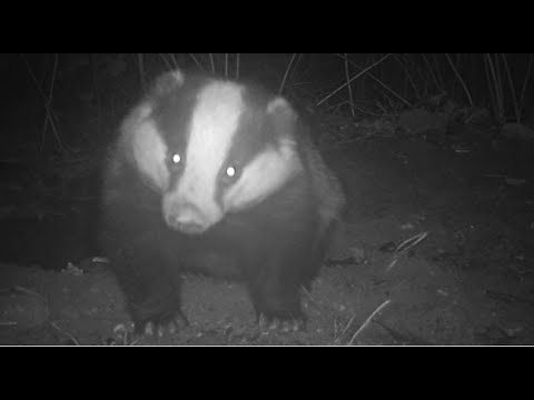 Amazing footage! Badgers mating & preparing a breeding sett!