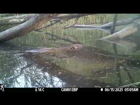 Beavers and birds galore in urban London at the Ealing Beaver Project!