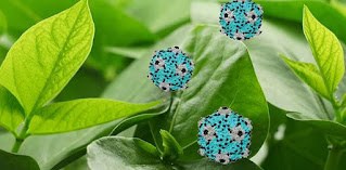 plant'virus, cancer, corona, Covid