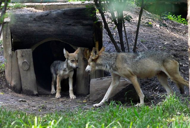 MEXICO-NATURE-WOLVES