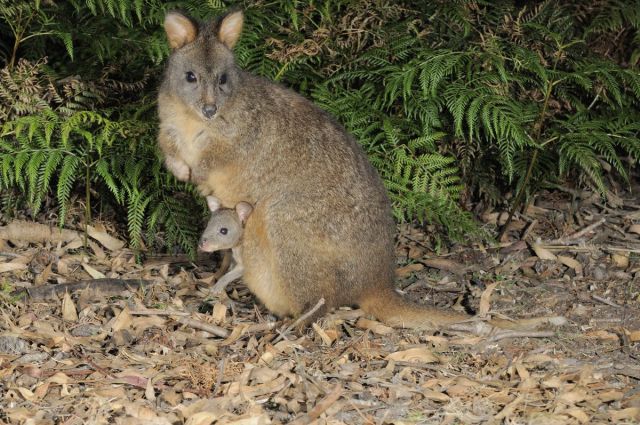 A pademelon among some foliage with a joey poking out of its pouch.