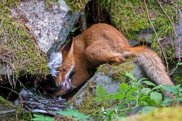 ‘The fox that got the goose’ by Liina Heikkinen won this year’s Young Photographer of the Year award.