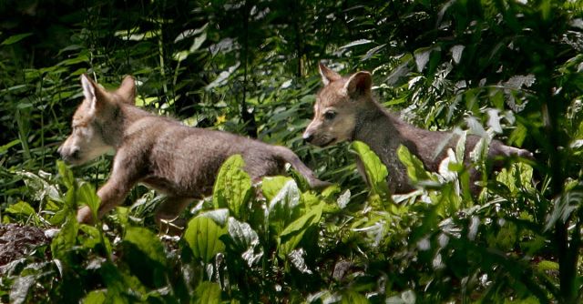 Mexican Gray Wolf Pups At The Stone Zoo