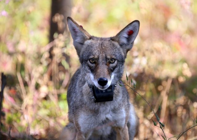 An urban coyote up close