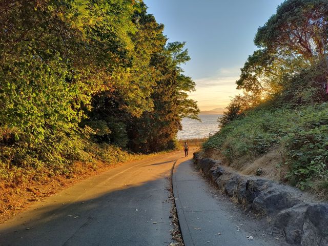 Path through the trees at sunset