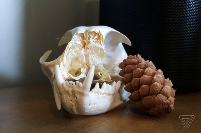 A bobcat skull, a little worse for wear