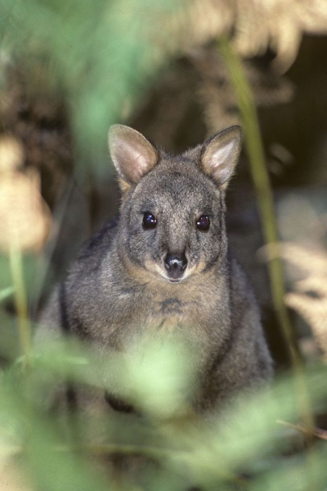 A pademelon gazing straight toward the camera, ears forward, through some foliage.