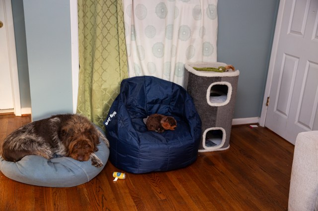 A dog is asleep on a cushion next to another cushion and a cat house.