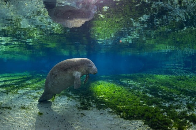 A manatee resting beneath the water’s surface.