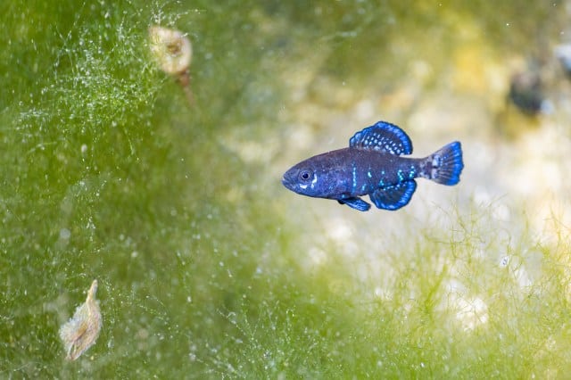 A tiny shimmering blue fish surrounded by green vegetation.