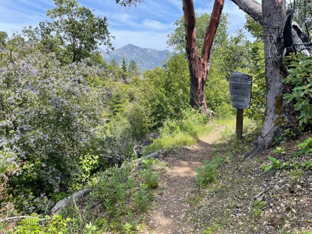 A sign says “Ventana Wilderness” next to a trail and a flowering bush. In the background, a mountain is visible.