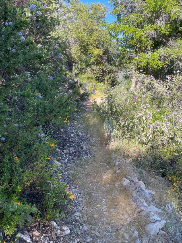 A trail, studded with wildflowers